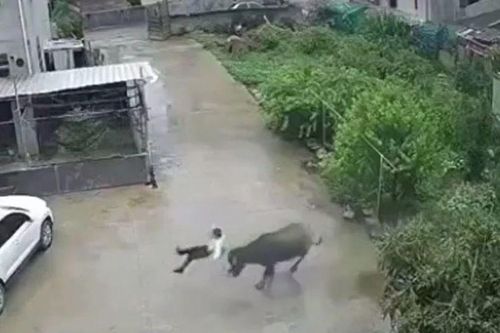 Trêu chọc trâu đực, cậu bé nhận ngay bài học nhớ đời