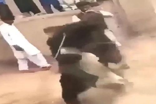 Chó ngao Pakistan chủ động tấn công gấu đen và cái kết 'muối mặt'