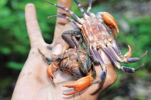 Loài cua 'háu chiến' ở An Giang, phải có bí kíp mới săn được đặc sản này