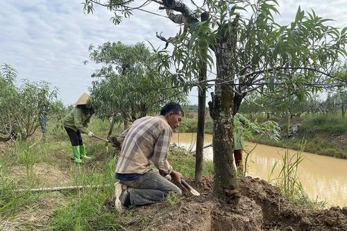 Vùng đào, quất cảnh Hợp Tiến chuẩn bị cho thị trường tết