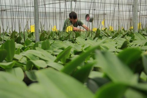 Thanh Hóa: Làm nông kiểu mới đem lại lợi nhuận hàng tỷ đồng mỗi năm