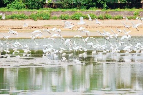 Giữ bình yên cho những cánh chim trời