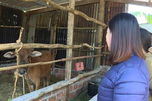 Hội LHPN phường Thống Nhất tặng bò sinh sản cho hội viên có hoàn cảnh khó khăn