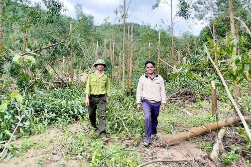Gia Lai: Người dân khốn khổ vì keo gãy trắng sau bão
