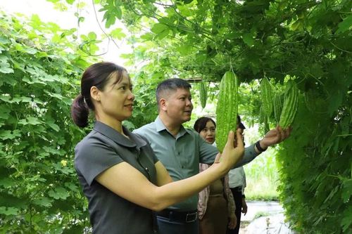 Thanh niên dân tộc thiểu số phường Cầu Thia năng động phát triển kinh tế