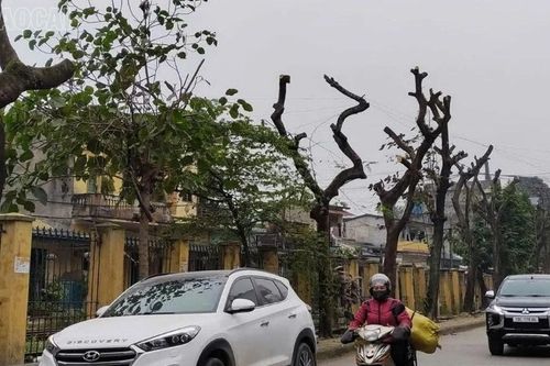 Cắt tỉa cây phải vì phố phường thêm xanh