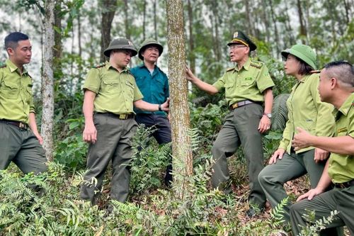 Để những cánh rừng mãi xanh