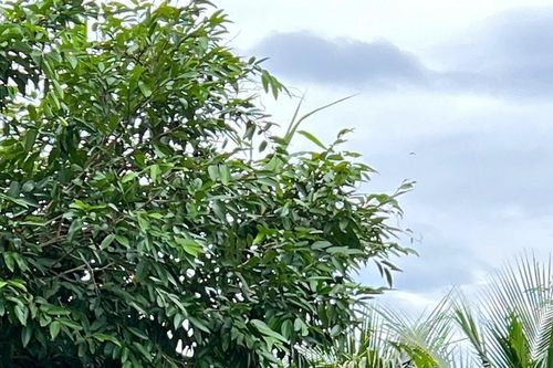 'Sao vuông' trên tuyến đầu chống lũ