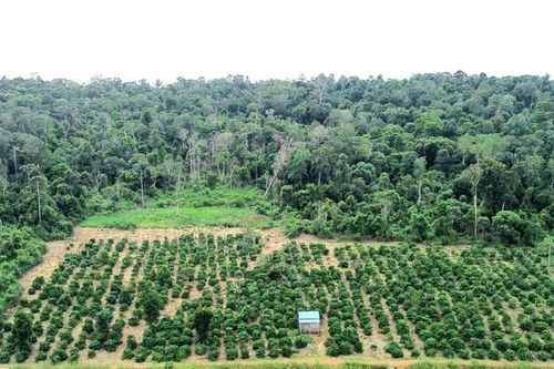 Lập lại trật tự quản lý đất rừng