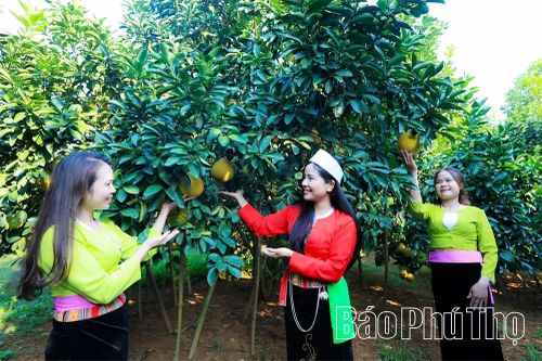 Thơm hương vị bưởi đỏ Tân Lạc