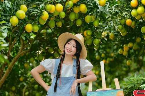 Cam ly vàng óng cao nguyên Mộc Châu