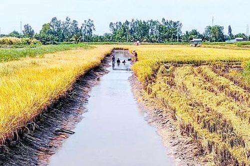 Những mô hình bạc tỷ 'mở đường' cho nông thôn mới Cà Mau bứt tốc