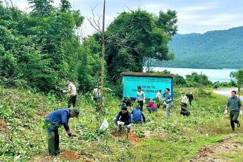 Đà Nẵng đẩy mạnh trồng rừng, bảo vệ 'lá phổi xanh'