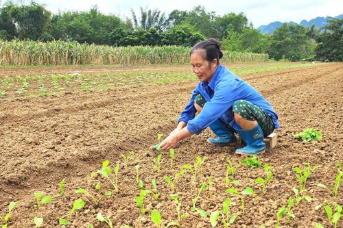 Nỗ lực khôi phục sản xuất nông nghiệp sau thiên tai