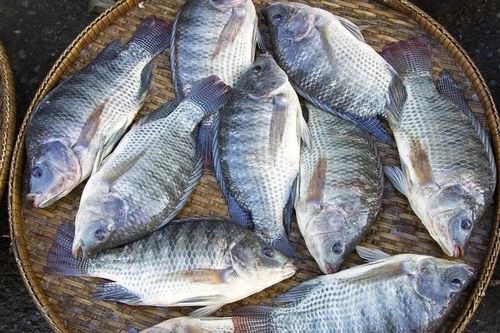 Bộ phận rất bẩn của cá thích mấy cũng không nên ăn