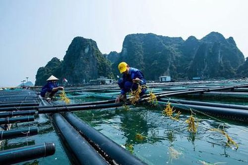 Ngưng hiệu lực thi hành quy định kích thước tối thiểu được phép khai thác một số loài thủy sản