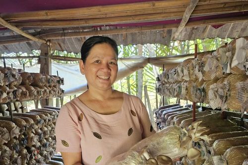 Thoát nghèo nhờ trồng nấm bào ngư