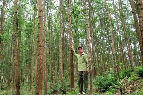 Trồng rừng gỗ lớn giúp người dân Huế giảm nghèo bền vững