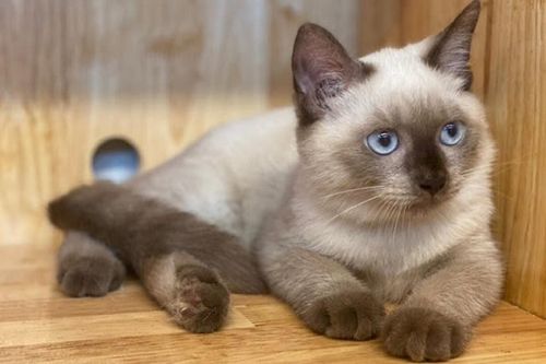 Khám phá bất ngờ về lịch sử thuần hóa mèo