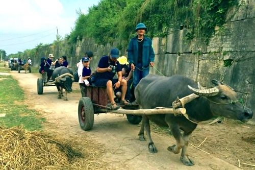 Du khách thích thú trải nghiệm xe trâu, ngắm cảnh bình yên quanh Thành nhà Hồ