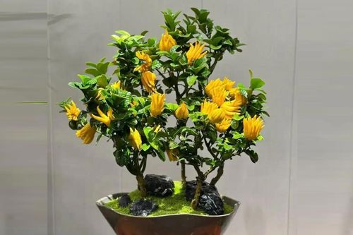 4 loại cây được ví như 'thần tài' trong nhà, giúp gia chủ an yên