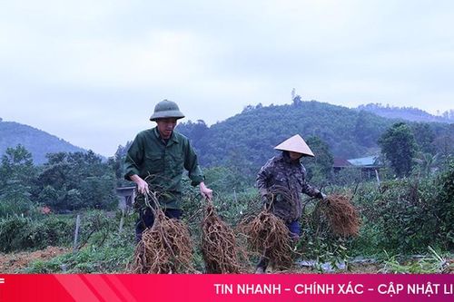 Mô hình trồng cây ba kích tím quy mô lớn đầu tiên ở Hà Tĩnh cho thu hoạch