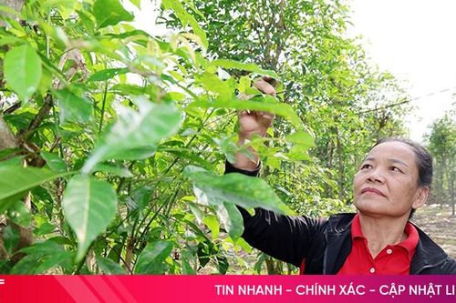Cây đẻn dược liệu - hướng đi mới trong phát triển kinh tế ở Trường Lưu