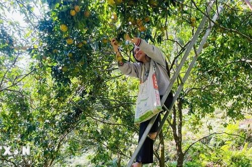 Hàng trăm hộ dân Bạch Thông thoát nghèo nhờ thương hiệu 'Quýt Bắc Kạn'