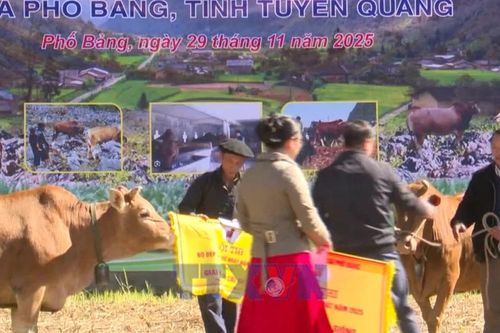 Tuyên Quang: Rộn ràng lễ hội bò đẹp ở xã biên giới Phố Bảng