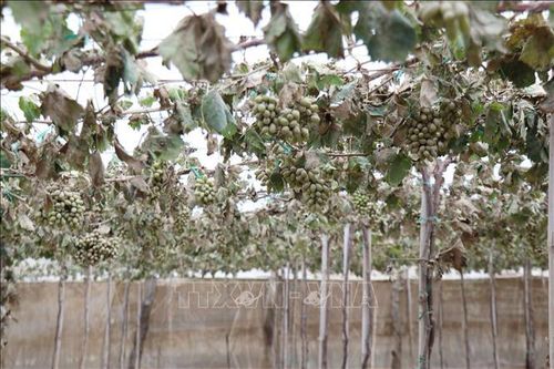 Khánh Hòa: Khôi phục khẩn cấp sản xuất nông nghiệp sau mưa lũ