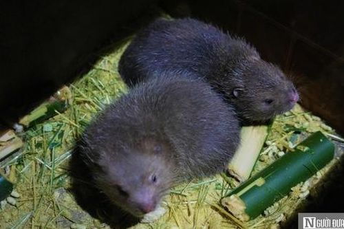Người dân miền núi Nghệ An thu lời cao từ con siêu gặm nhấm