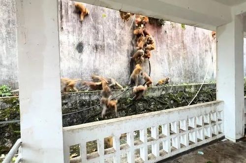 Đàn khỉ gần 100 con lao xuống núi khiến du khách sốc nặng