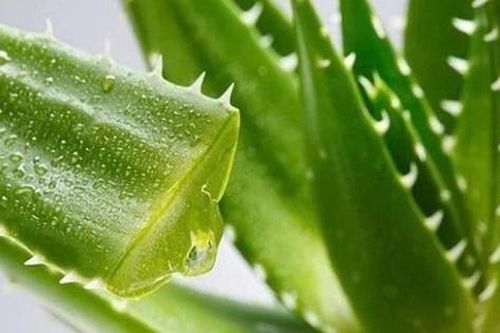 Loại cây là 'thần dược' trong làm đẹp, có nhiều công dụng hữu ích