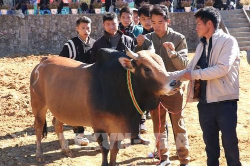 Rộn ràng hội thi Bò đẹp ở xã biên giới Phố Bảng
