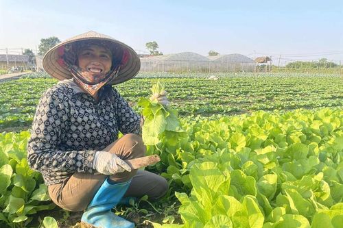 Cận cảnh vùng trồng rau ngoại thành Hà Nội giữa cơn 'sốt' giá