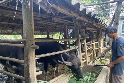 Thạch Bình chăm sóc, bảo vệ đàn vật nuôi khi thời tiết giao mùa