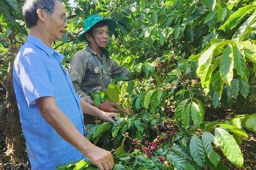 Những hợp tác xã giúp nâng tầm giá trị nông sản ở Tây Gia Lai