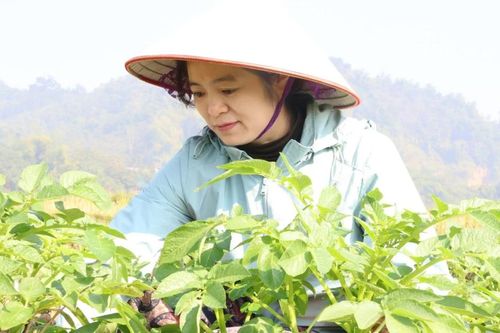 Xã Văn Bàn kỳ vọng vụ đông thắng lợi
