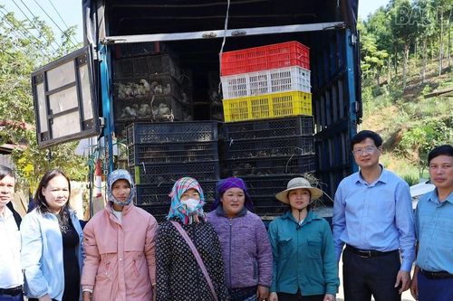 Hỗ trợ con giống, vật tư xây dựng mô hình chăn nuôi gà an toàn sinh học tại xã Phong Hải