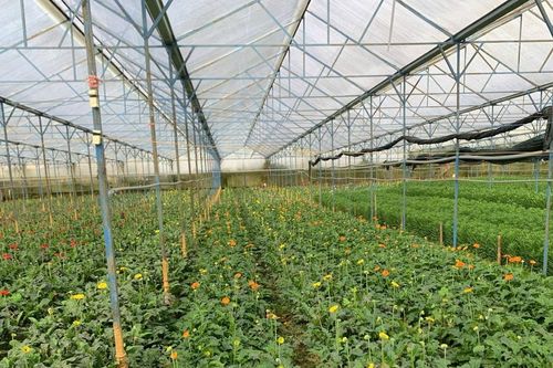 Phường Cam Ly - Đà Lạt hướng tới nền nông nghiệp sinh thái