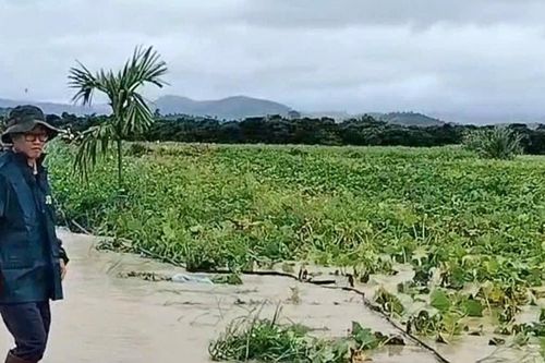Nông dân phục hồi sản xuất sau lũ