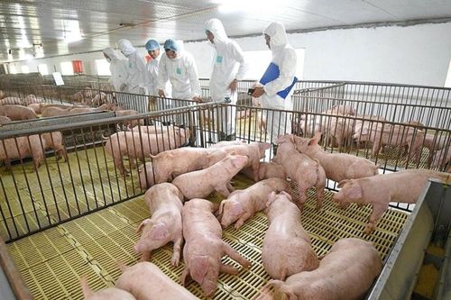 'Ông lớn' ngành chăn nuôi bị xử phạt gần 400 triệu đồng giữa lúc kinh doanh gặp nhiều thách thức
