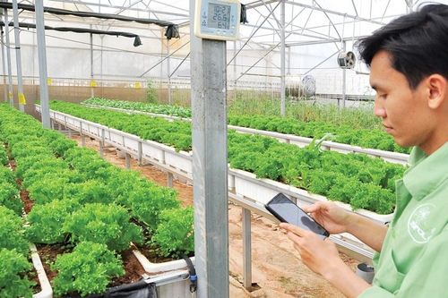 Làm nông bằng cú chạm điện thoại của các HTX trên cao nguyên