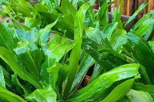 Loại rau có mùi khó lẫn, người Việt nấu 'nhỏ giọt' nhưng lại cực tốt cho sức khỏe, giúp lọc máu và dưỡng thận
