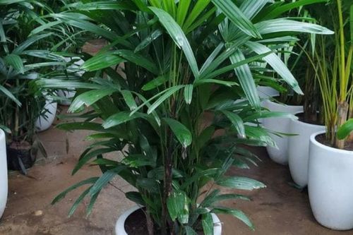 Loại cây phong thủy có dáng thanh mảnh giúp trấn trạch, thu hút tài lộc được nhà giàu vẫn thích trồng trước nhà