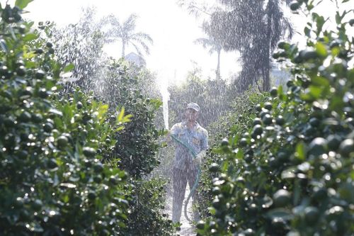 Bên trong làng trồng quất cảnh nổi tiếng ở Ninh Bình chuẩn bị phục vụ Tết Bính Ngọ
