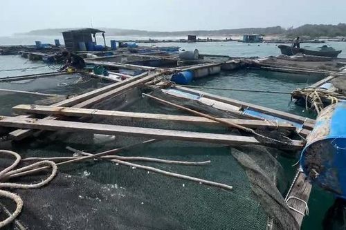 Hàng nghìn con cá nuôi trôi ra biển, ngư dân Phú Quý thiệt hại nhiều tỷ đồng