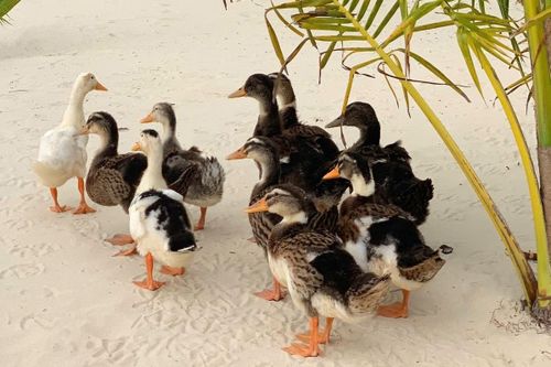 Resort 5 sao tổ chức thi đặt tên cho đàn vịt 'tài phiệt' dạt đến đảo
