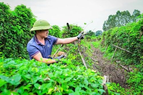 Câu chuyện người nông dân thoát nghèo dưới đỉnh Chung Sơn