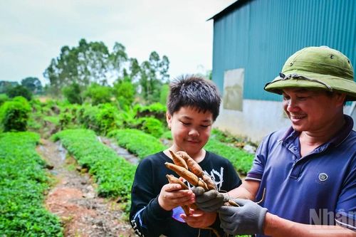 Sâm Nam núi Dành, món quà quý thiên nhiên ban tặng miền đất Kinh Bắc